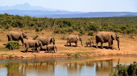 Endangered Species in Africa: Preserving Wildlife for Future Generations