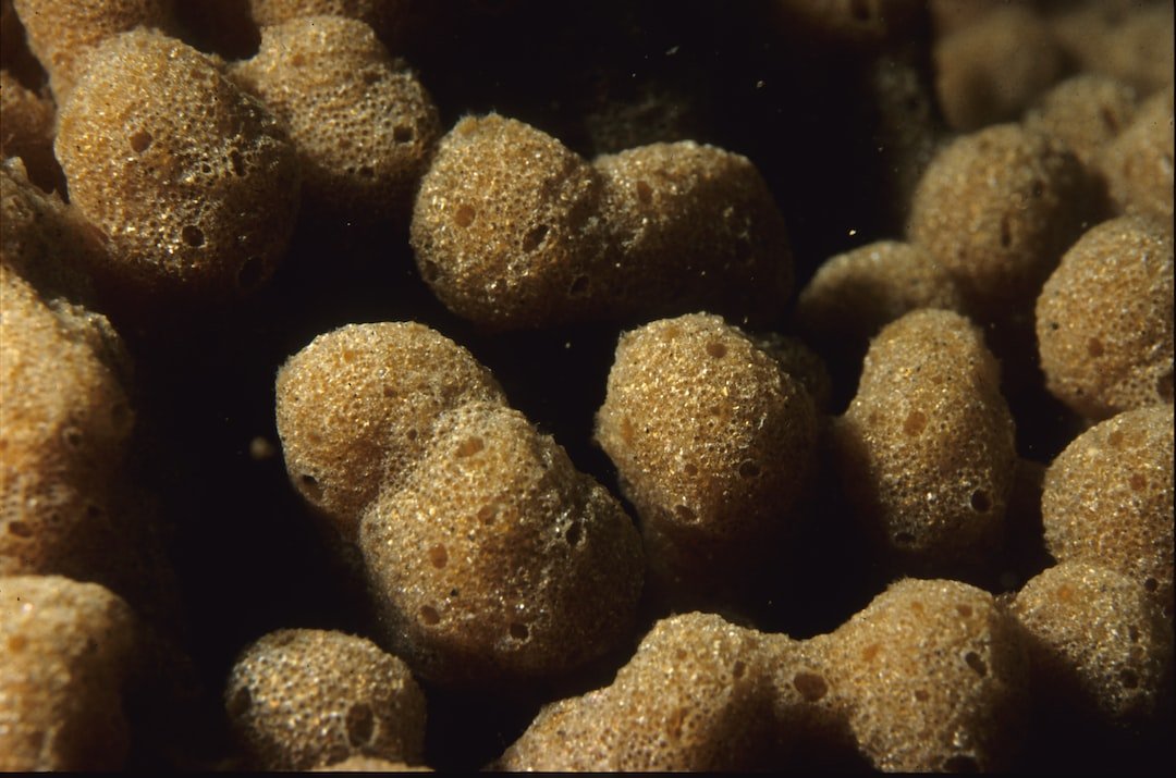 Exploring the Rich Marine Wildlife of Africa